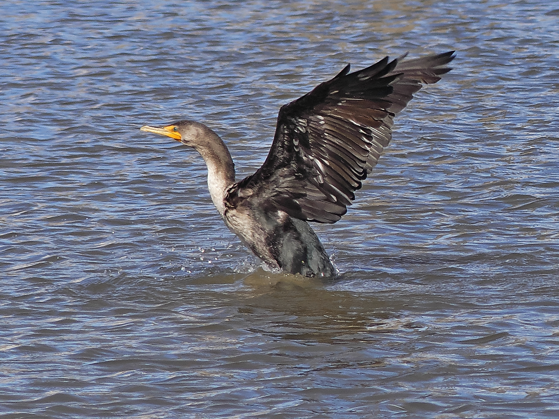 P1000301R_LShN_cr.jpg