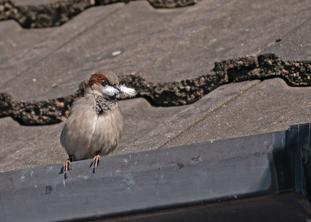 P1000389rw.jpg
