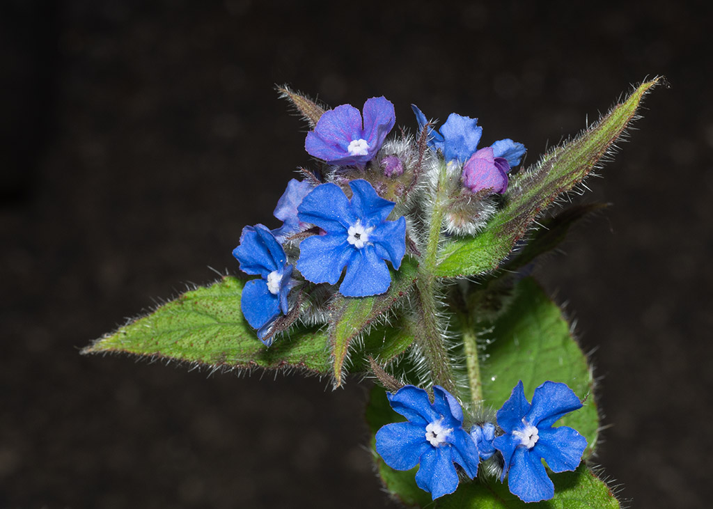 P1000400.jpg