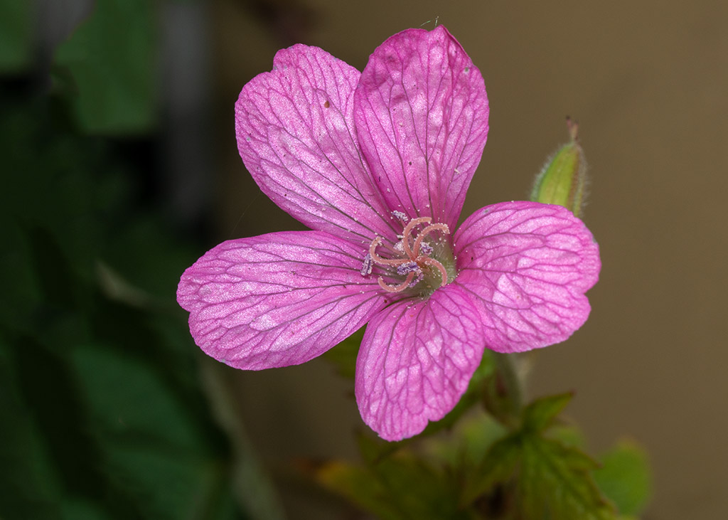 P1000407.jpg