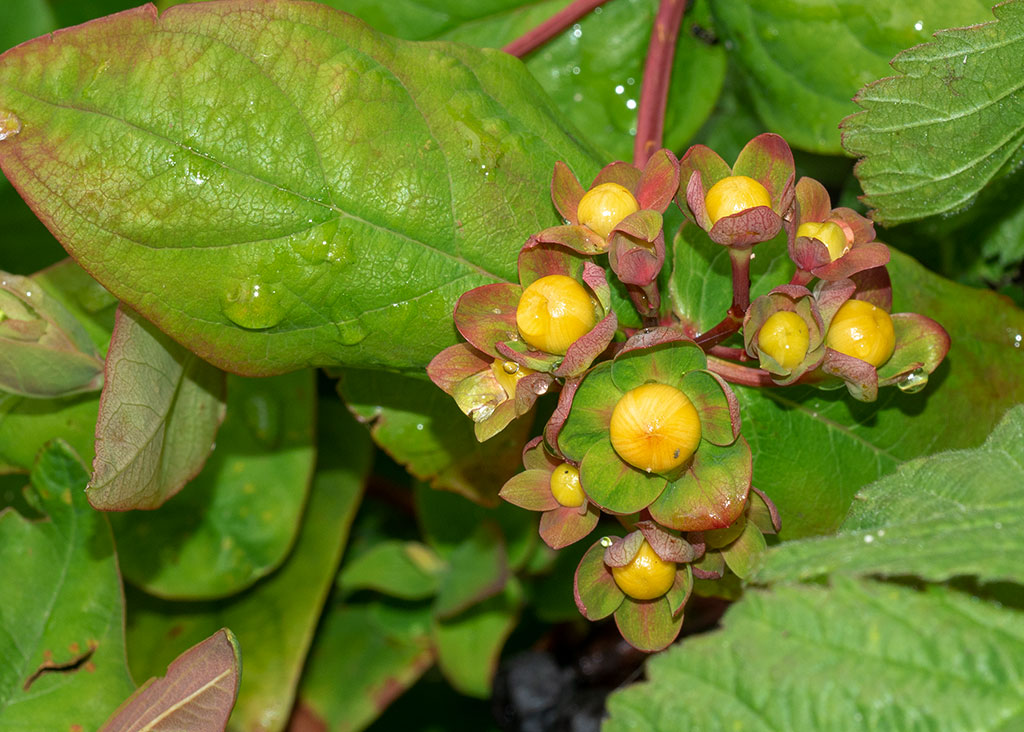 P1000433.jpg