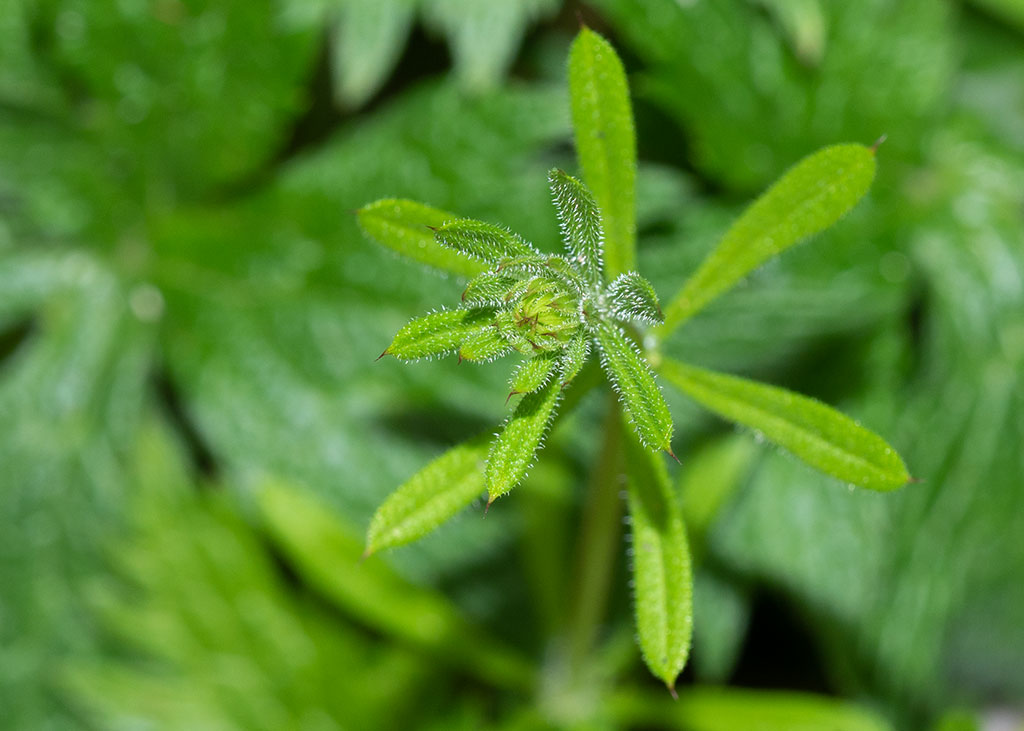 P1000436.jpg