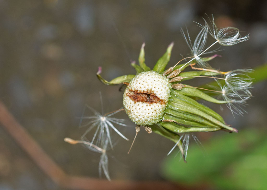 P1000438.jpg