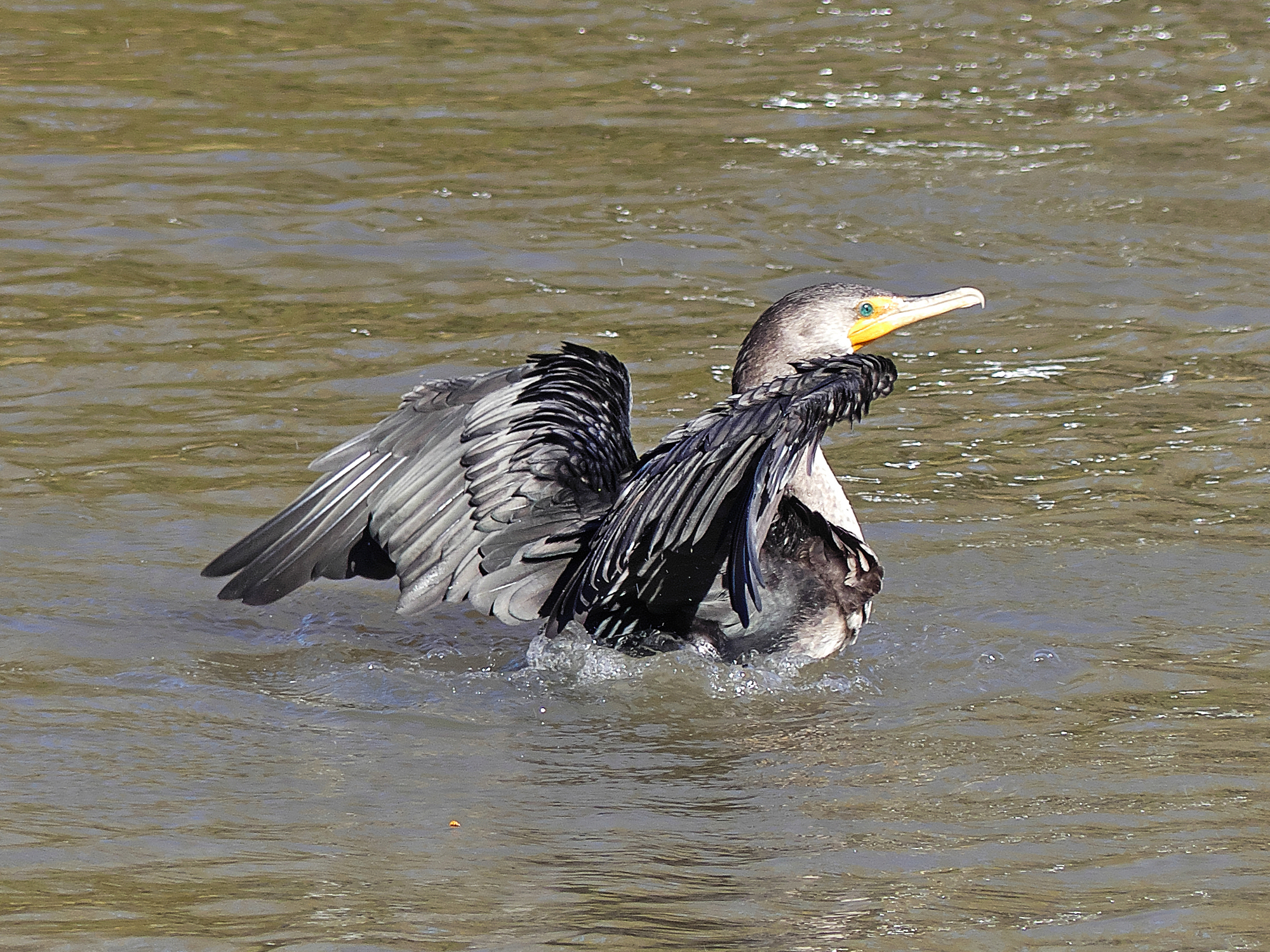 P1000503R_L_cr_sm.jpg