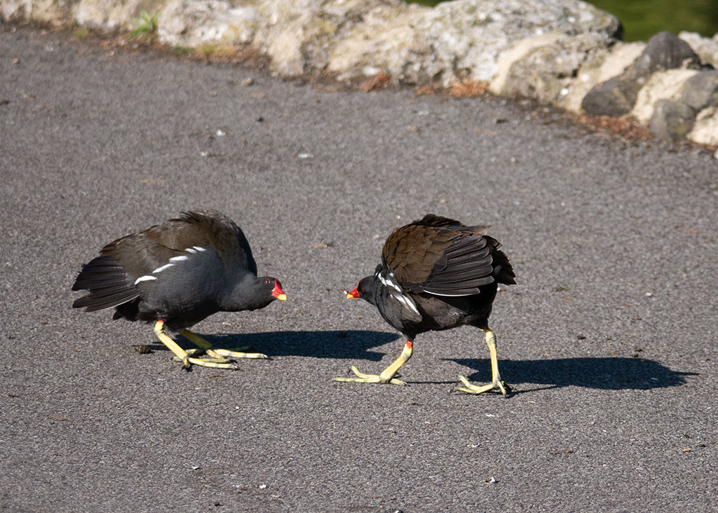 P1000550.jpg