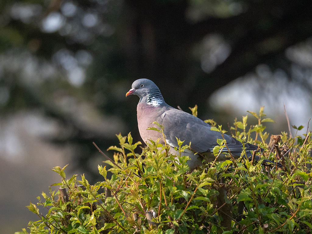 P1000590.jpg