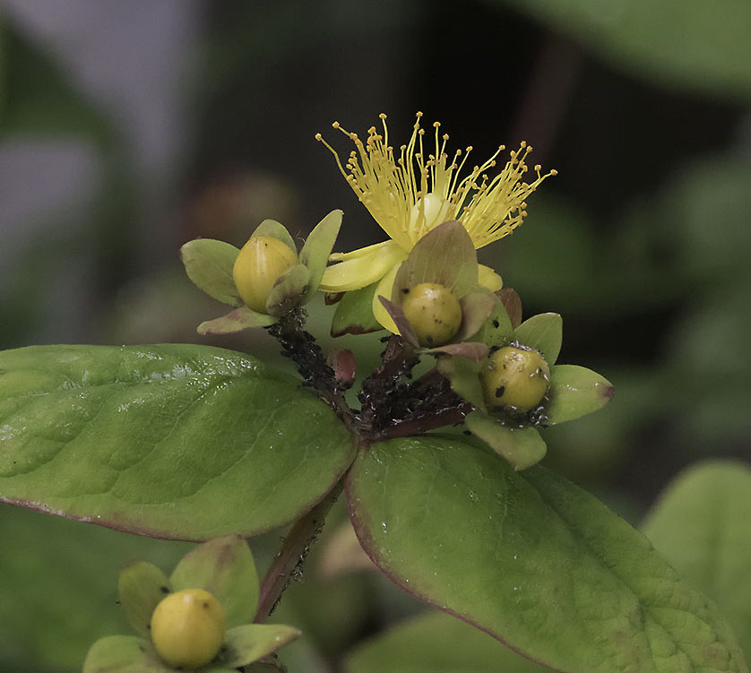 P1000621n.jpg