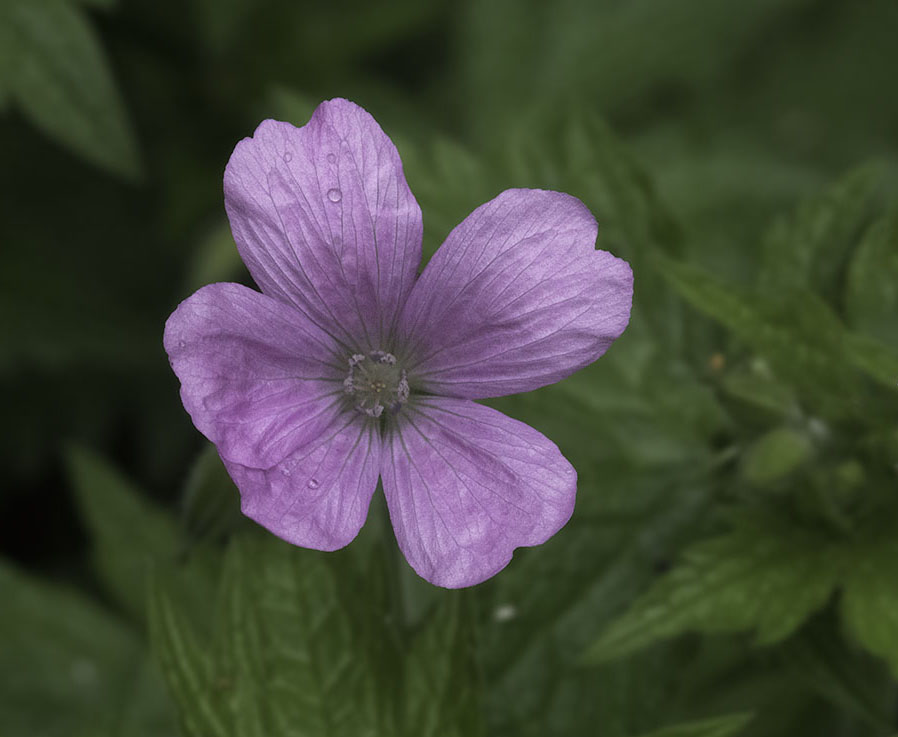 P1000630n.jpg