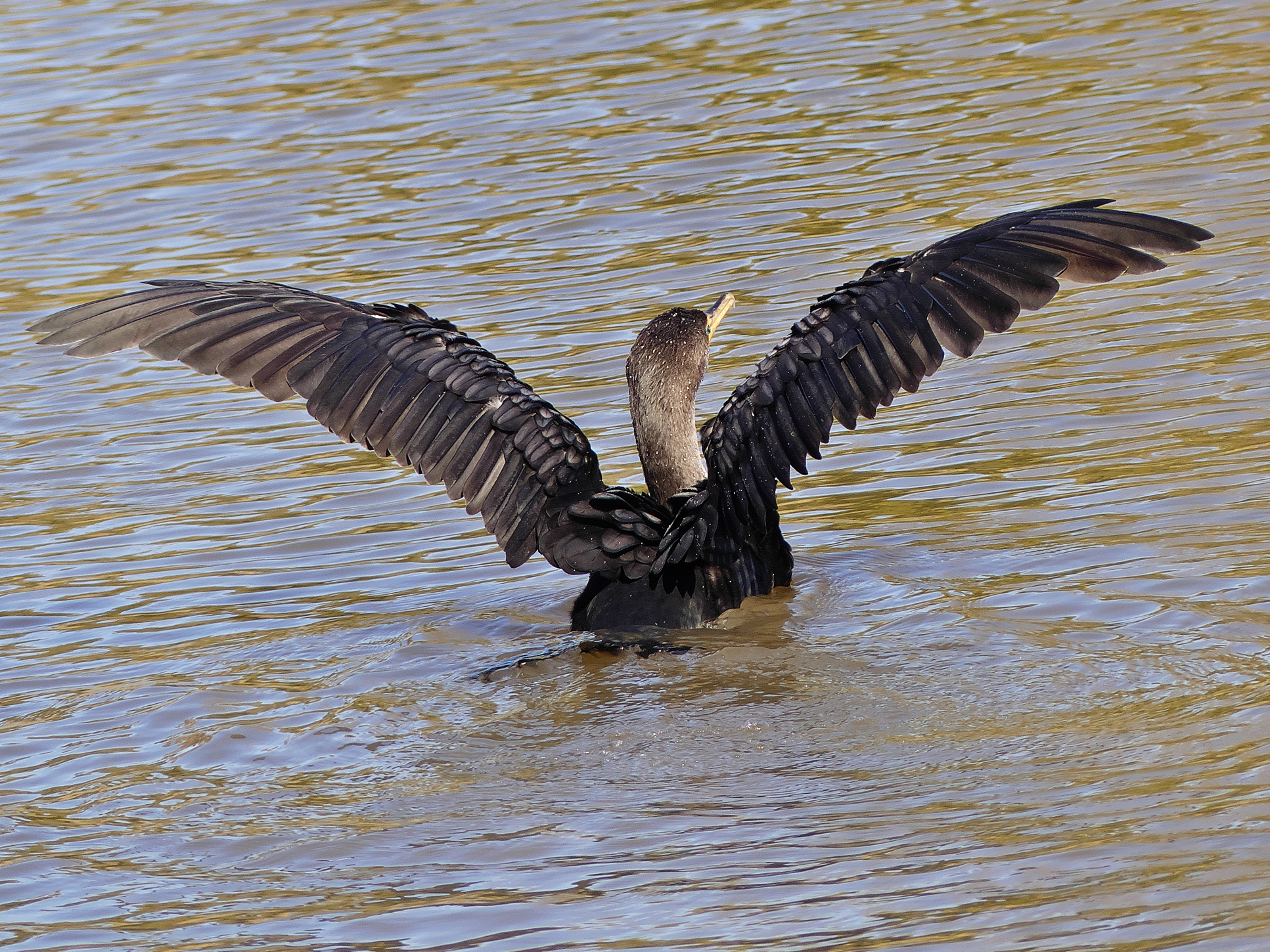 P1000650R_cr_sm.jpg