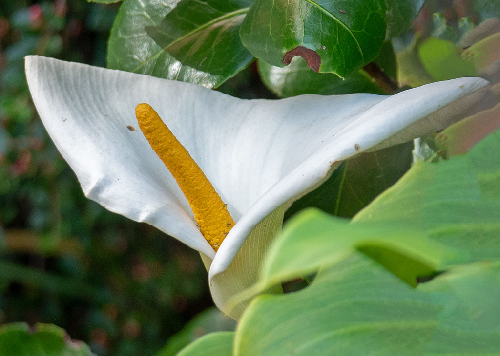 P1000676.jpg