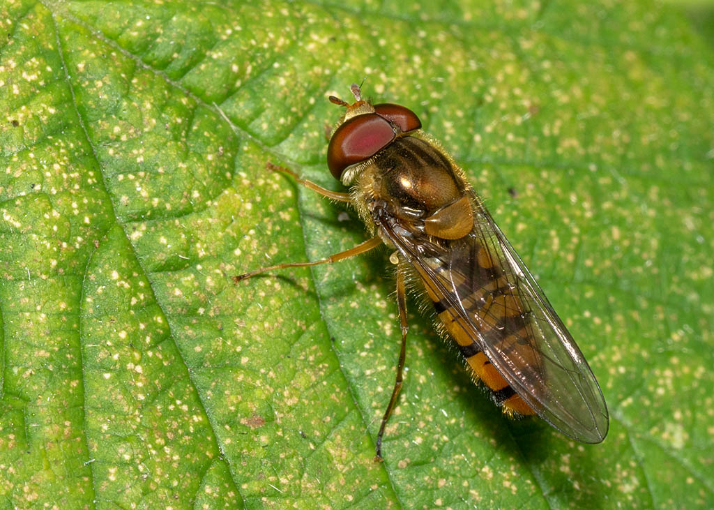 P1000737.jpg