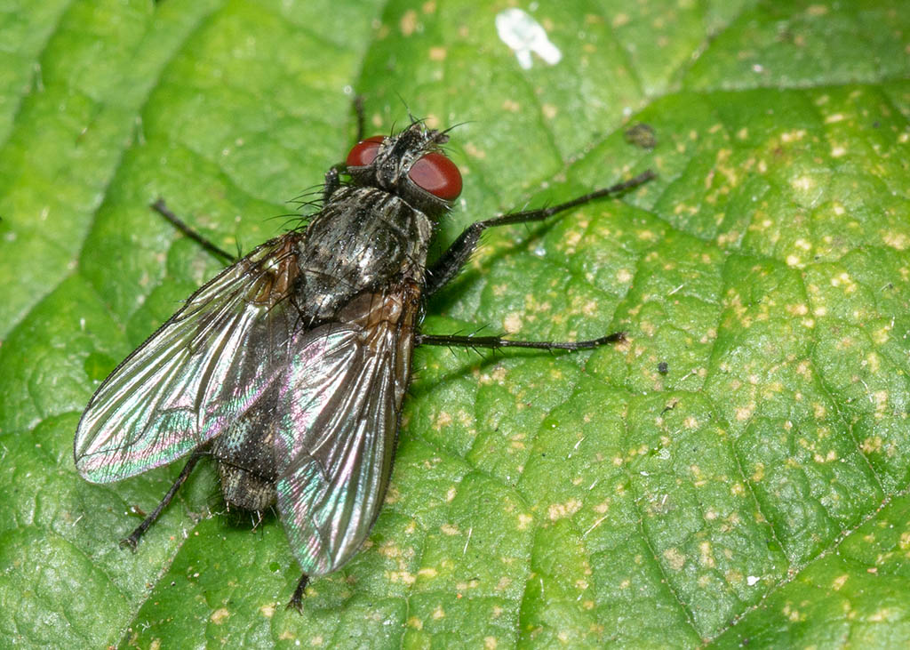 P1000739.jpg