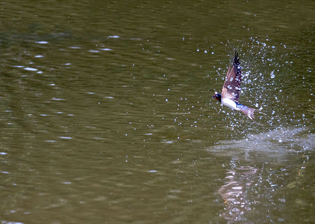 P1000857.jpg