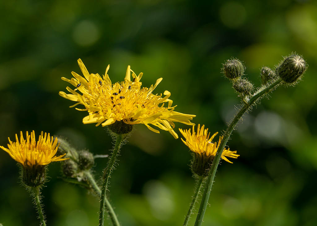 P1000883.jpg