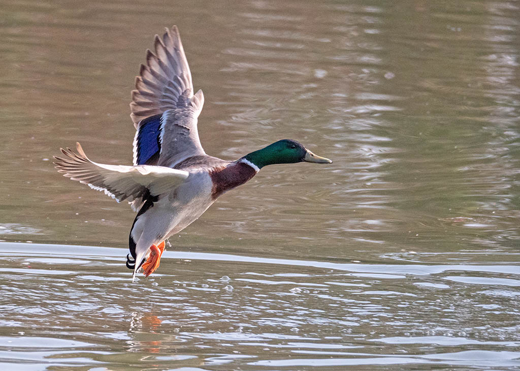 P1001080.jpg