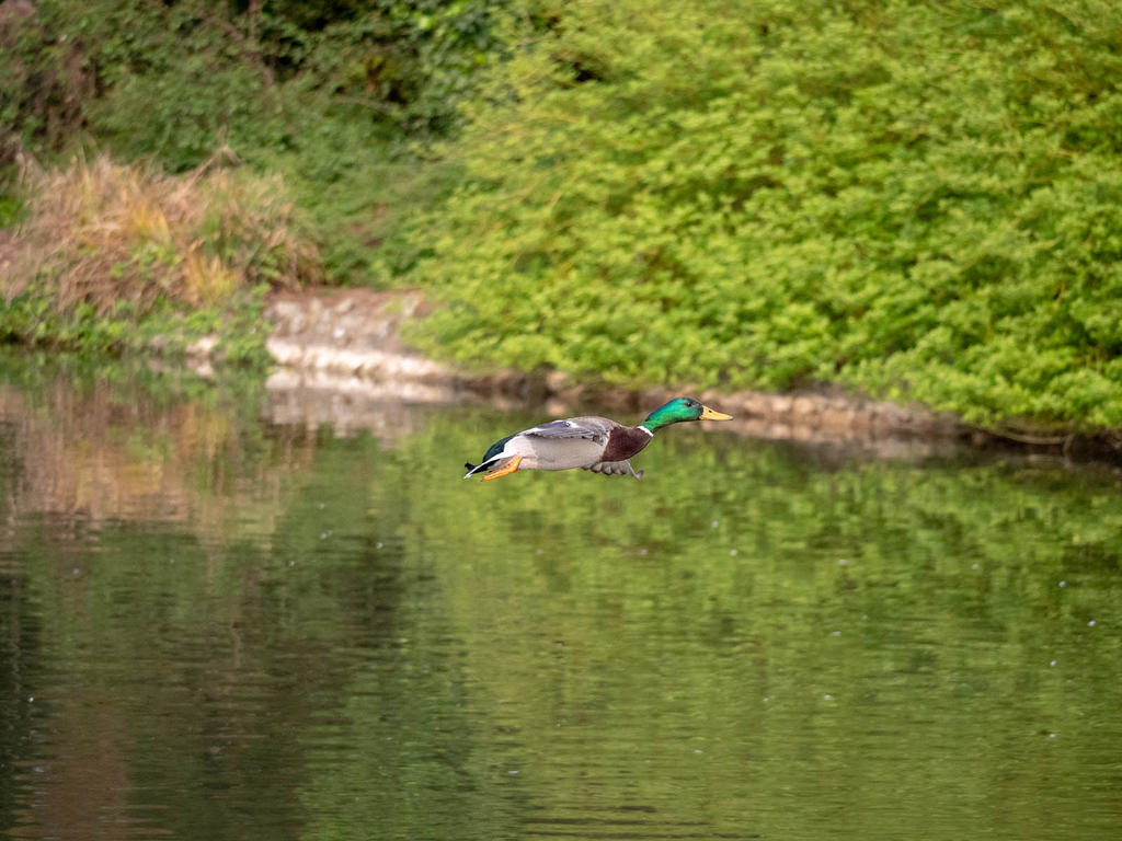 P1001550F.jpg