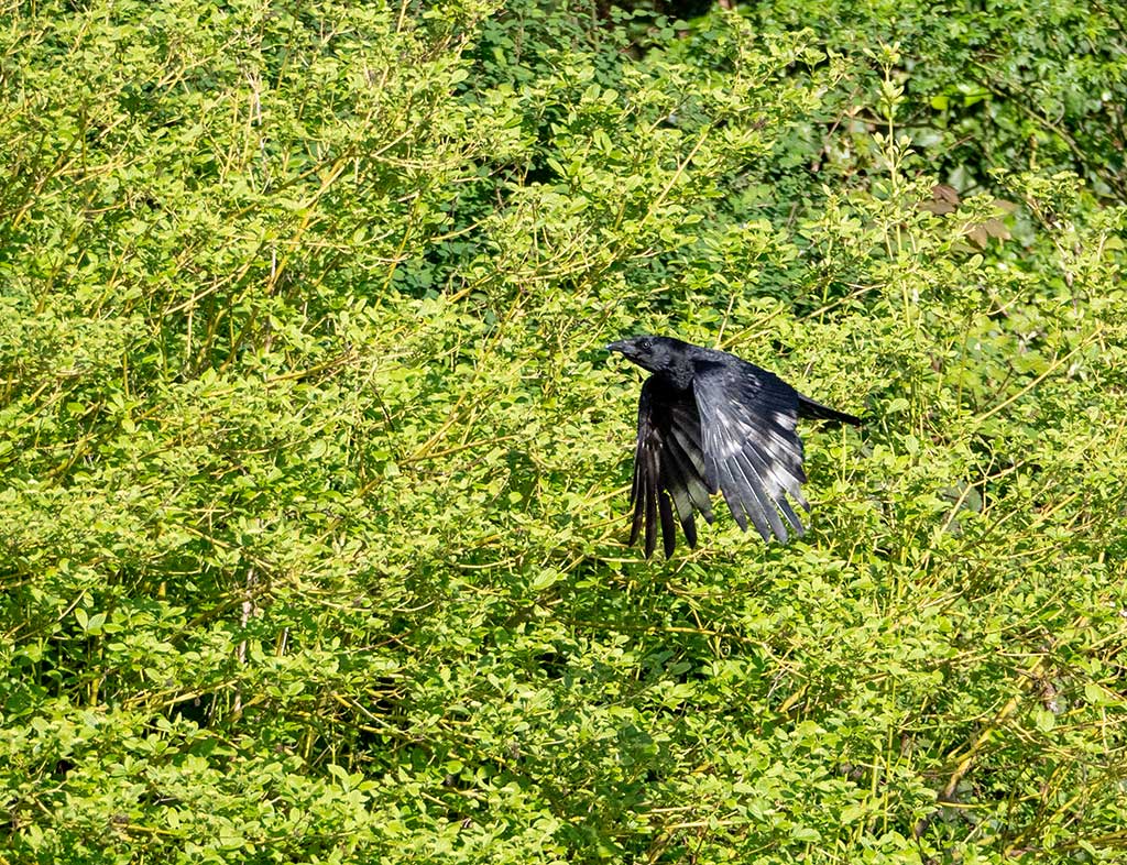 P1001739c.jpg