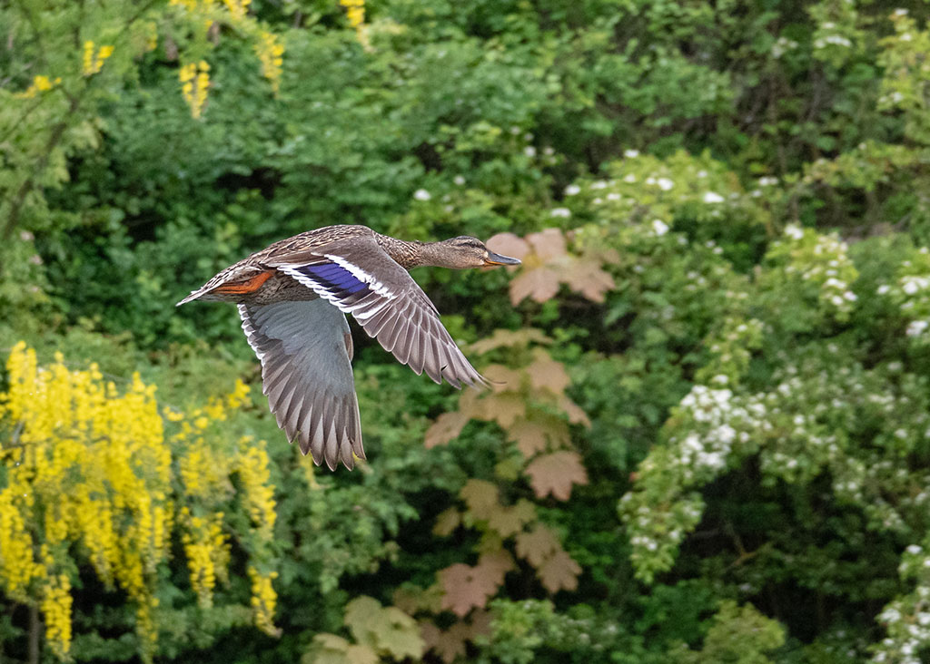 P1001872.jpg