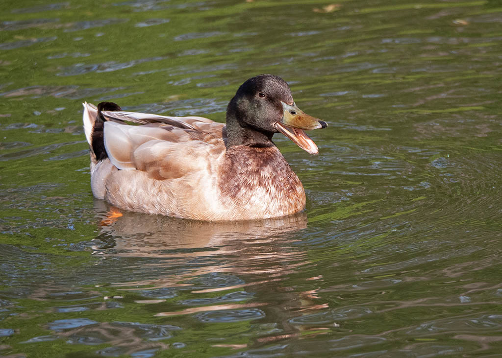 P1002019.jpg