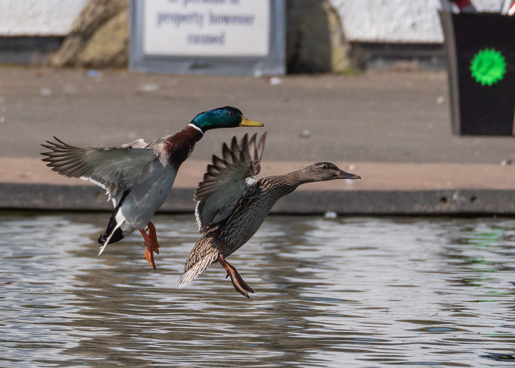 P1002696crop.jpg
