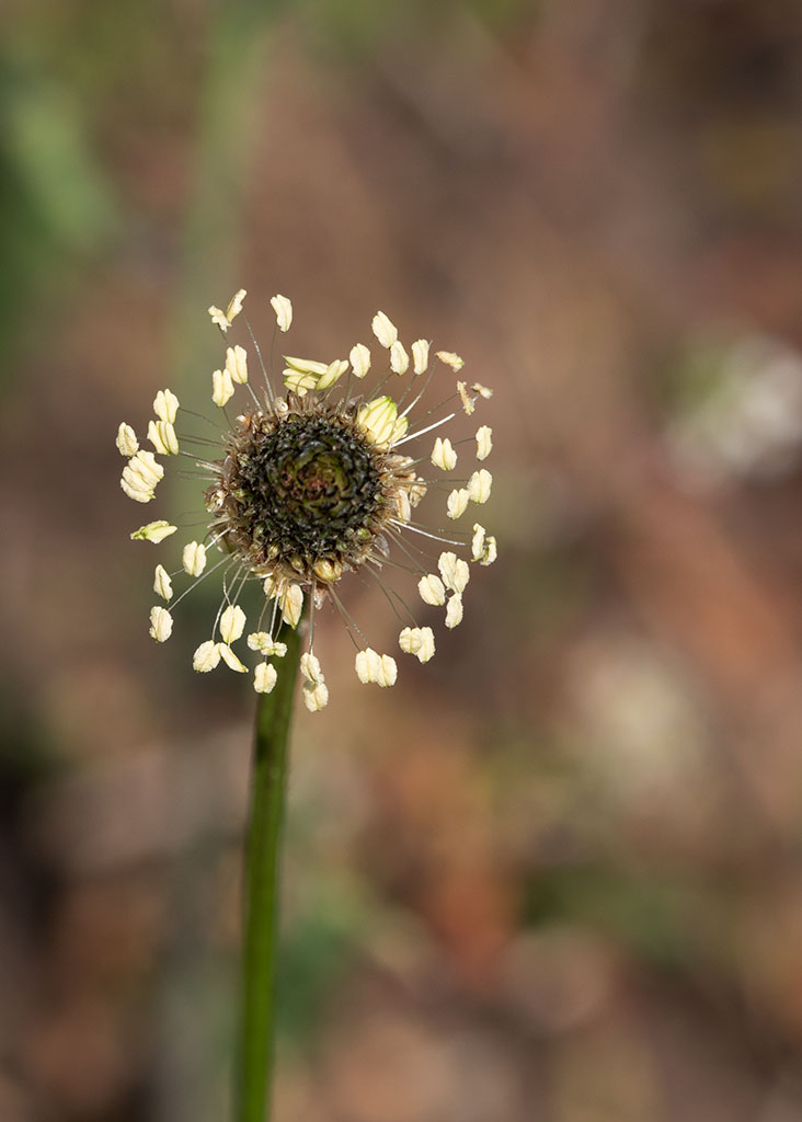 P1003827.jpg