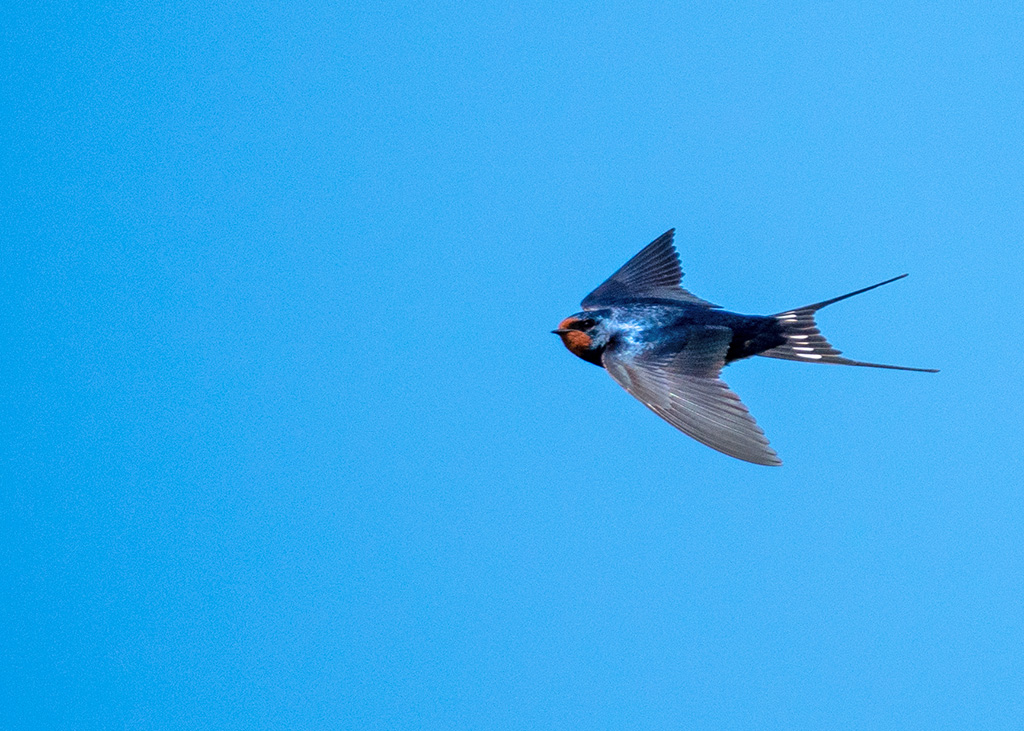 P1004247.jpg