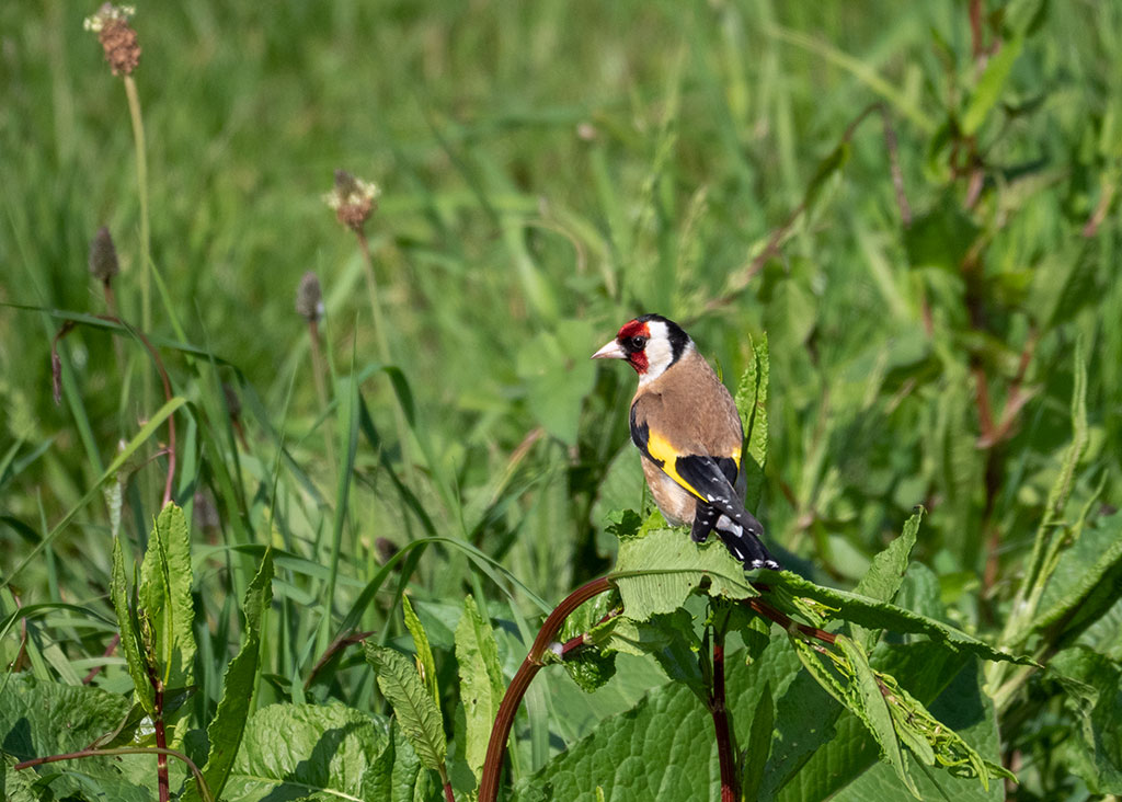 P1004353.jpg
