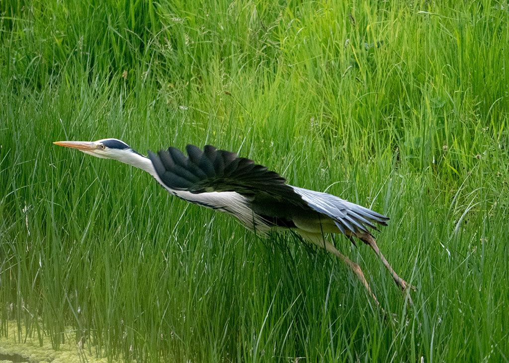 P1004406.jpg