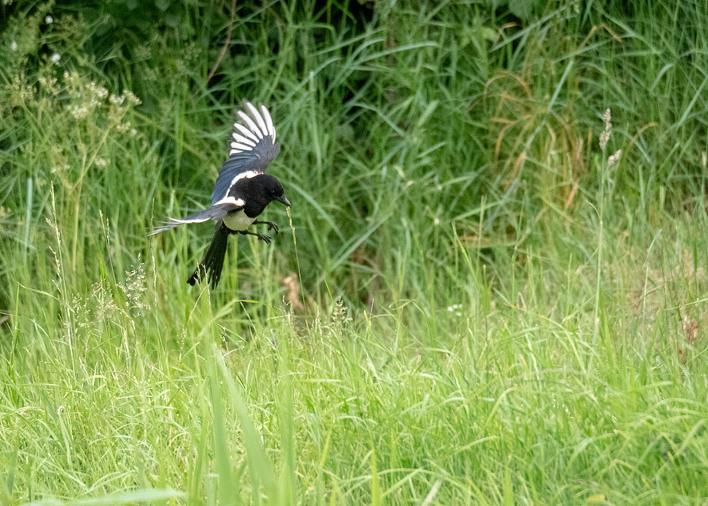 P1004436.jpg