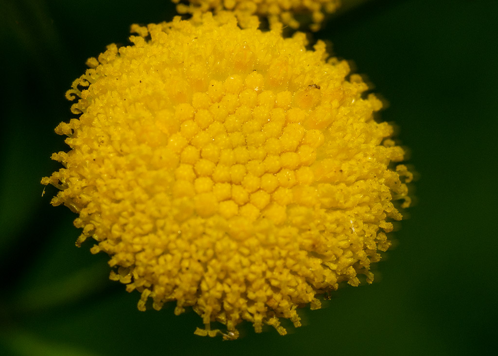 P1010115.jpg