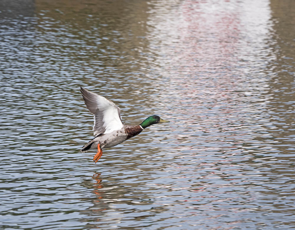 P1010366.jpg