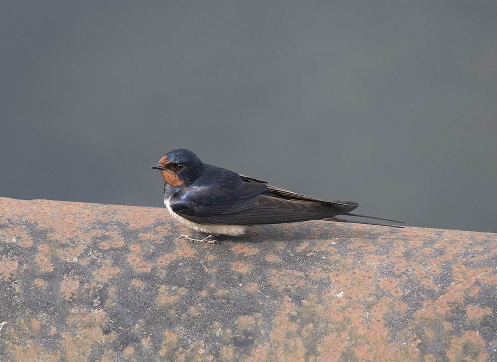 P1010443.jpg