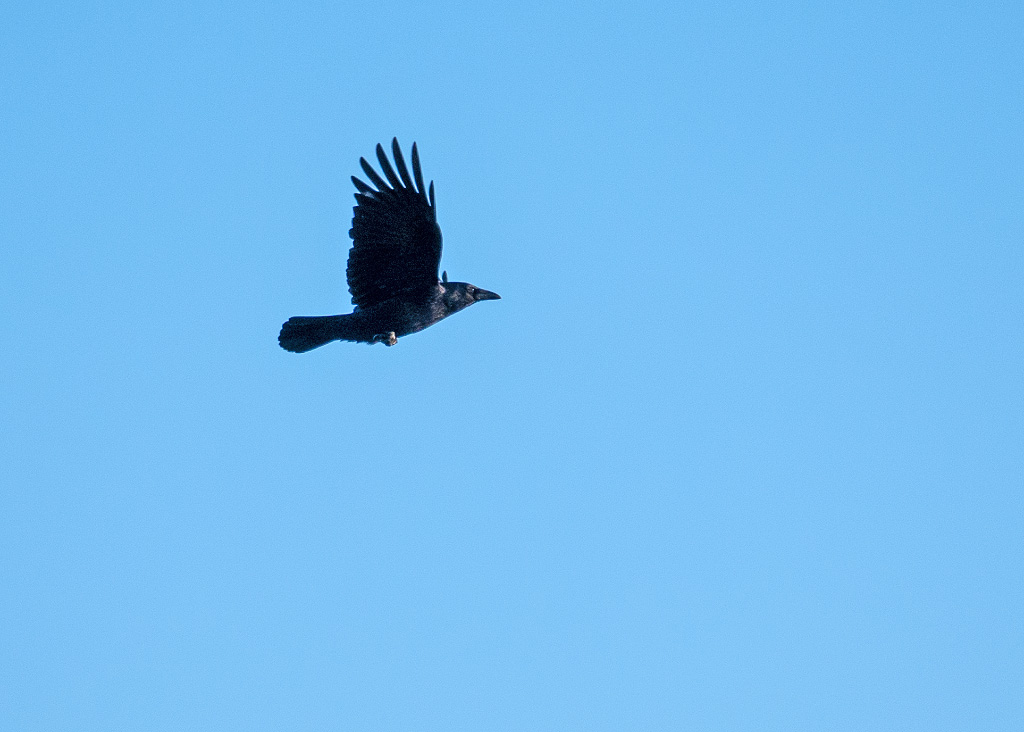 P1010551.jpg