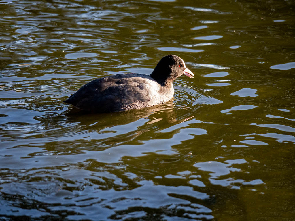 P1010618.jpg