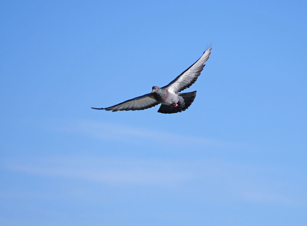 P1010865.jpg