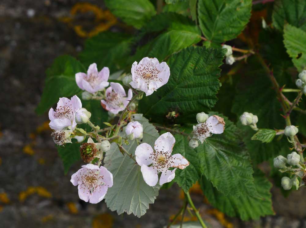 P1020009.jpg