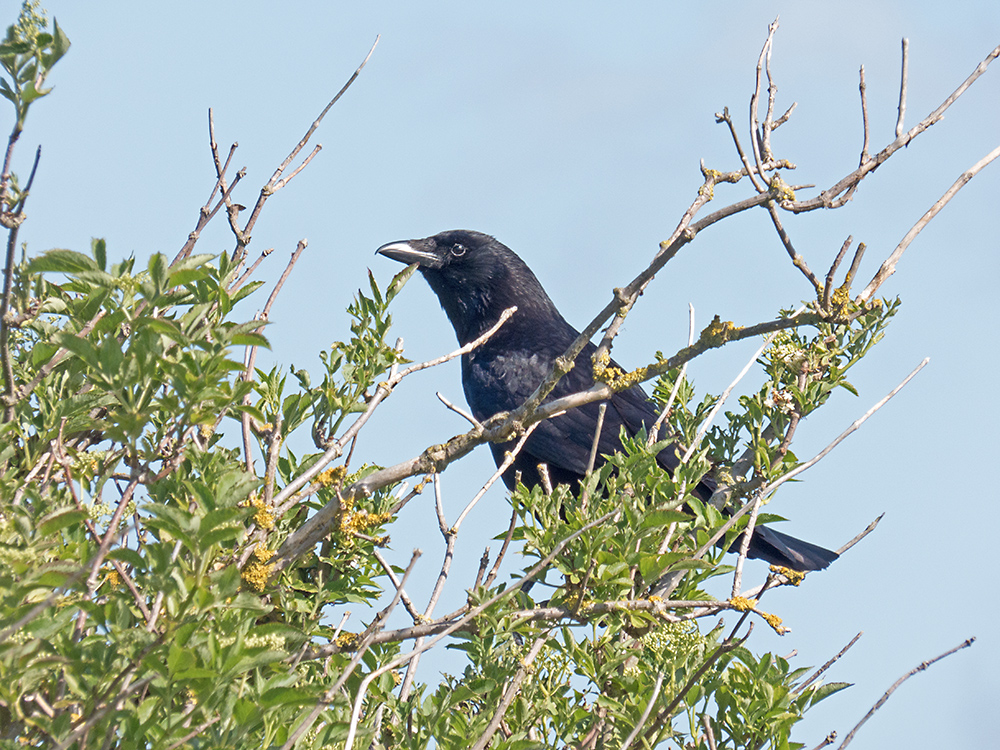 P1020137.jpg