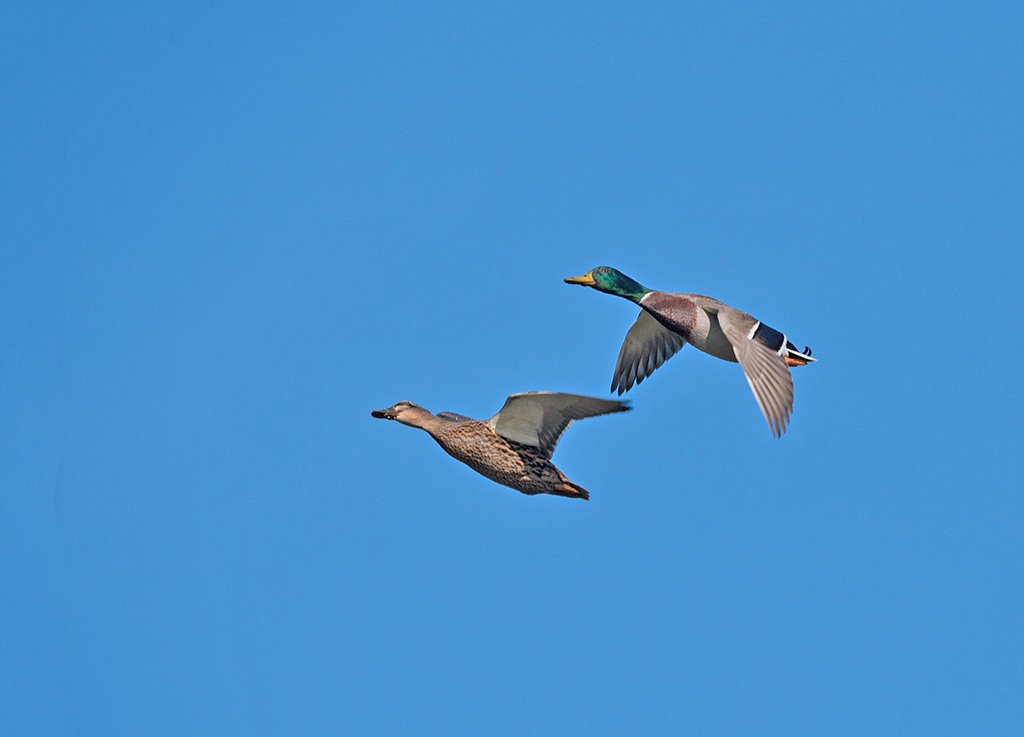 P1020477.jpg