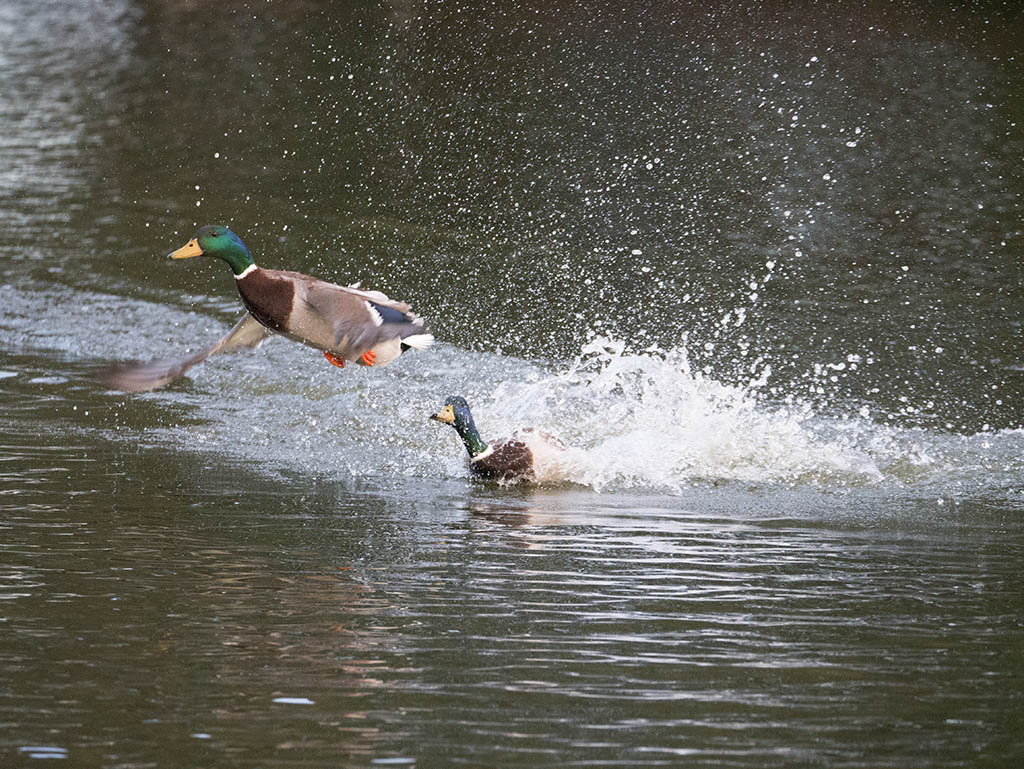 P1020984.jpg