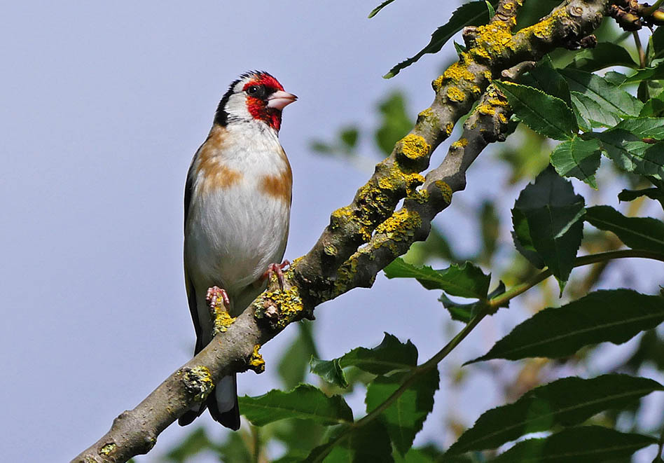 P1040796c.jpg