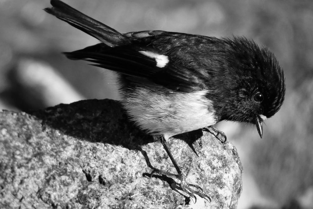P1060277b&w.jpg