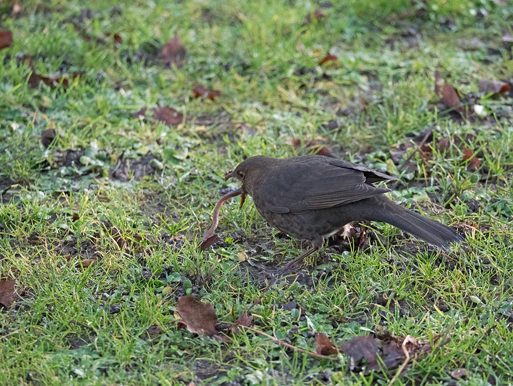 P1120131.jpg