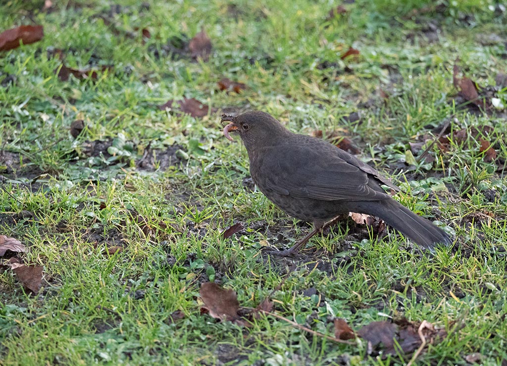 P1120139.jpg