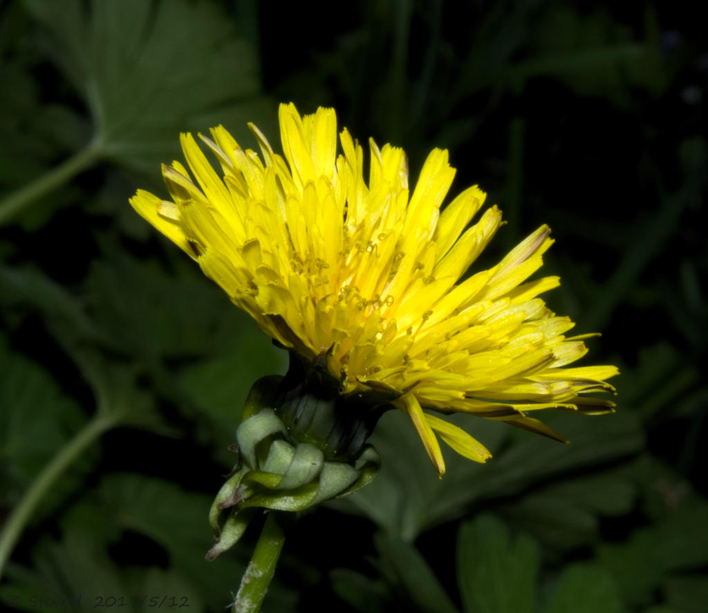 P5120167.jpg
