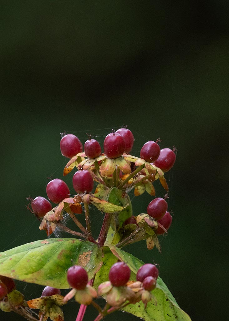 P7180187r.jpg