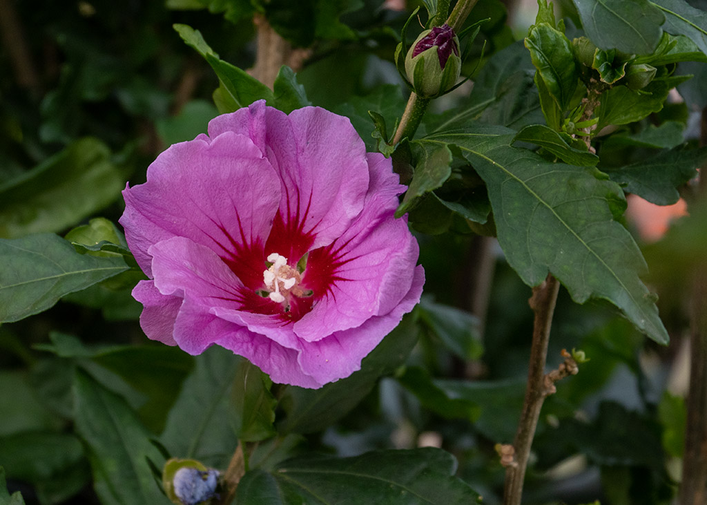 P8120138.jpg