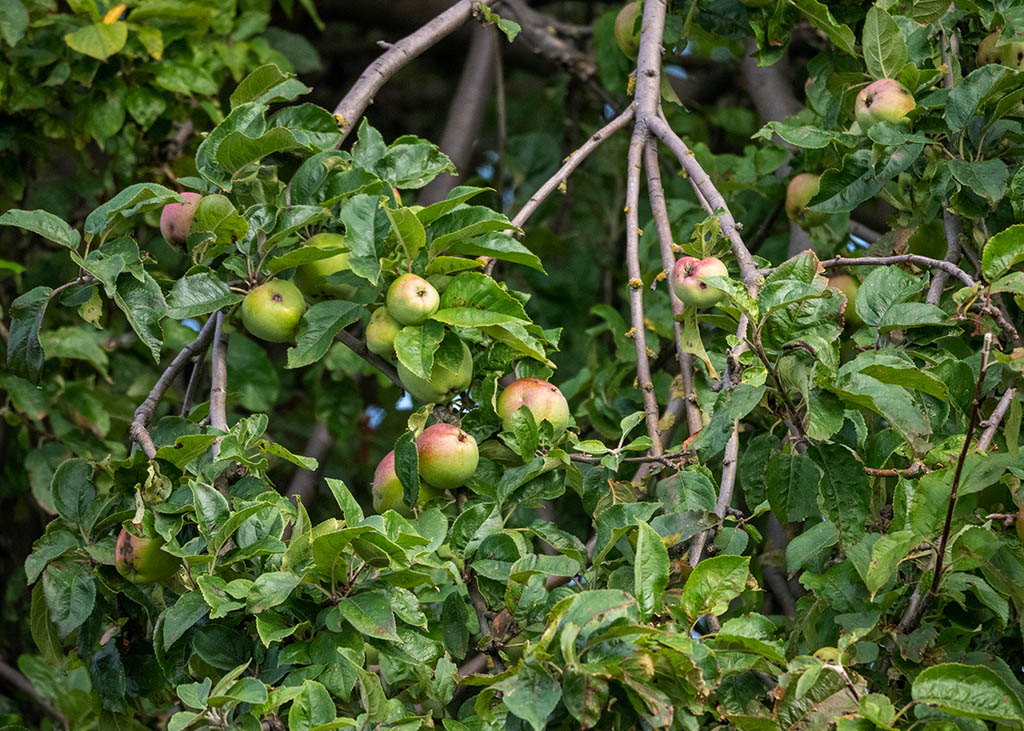 P8120140.jpg