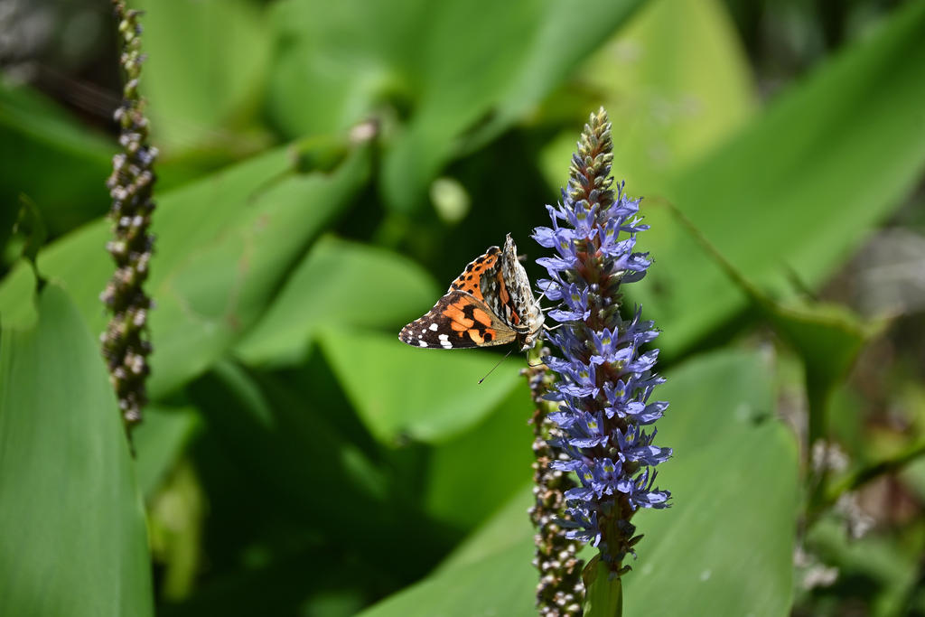 Painted Lady_01_sm.jpg