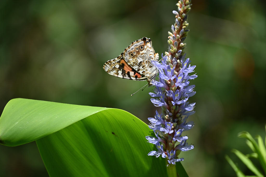 Painted Lady_02_sm.jpg