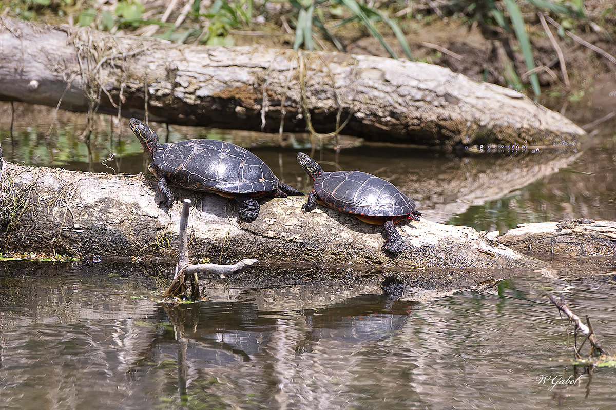 Painted turtles sm.jpg